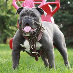 joyful acres hazardous device