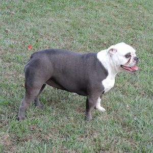 Joyful Acres' Remington Steel