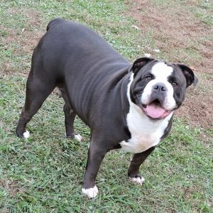 Joyful Acres' Satin Black Kimber