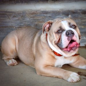 Midwest's Blue Steel Colt 45